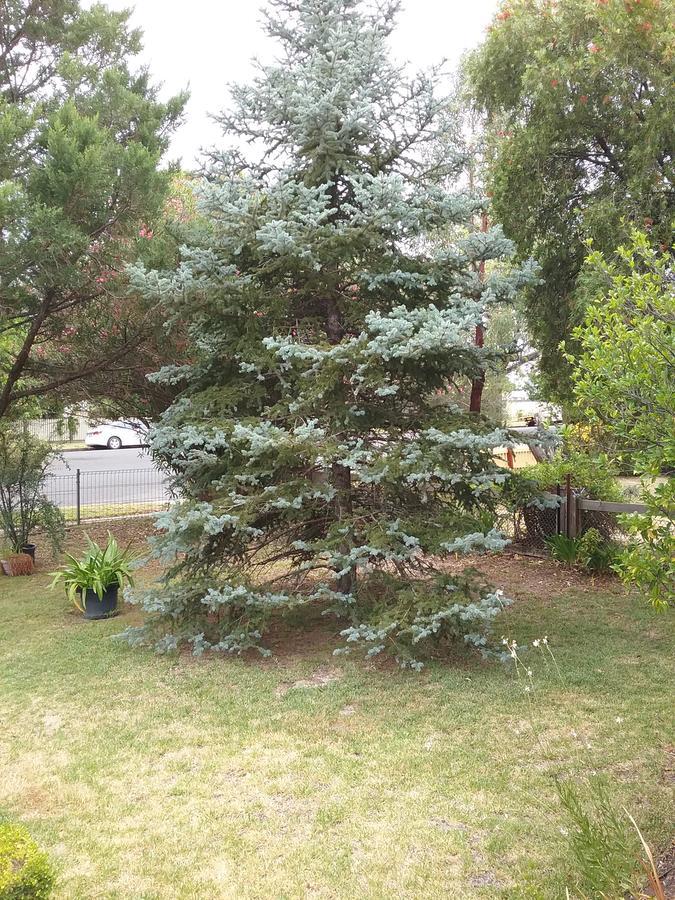 Langley Cottage B&B Coonabarabran Extérieur photo